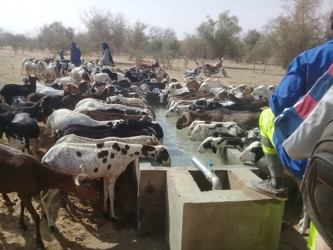 L'accès à l'eau, le cheval de bataille de ICDMali et VSF/B dans les zones d'intervention du BRACED au profit des éleveurs de Nioro (Région de Kayes) et Nara (Région de Koulikoro) 
